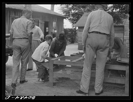 Chickens ready for market. Smart farm, Coffee County, Alabama