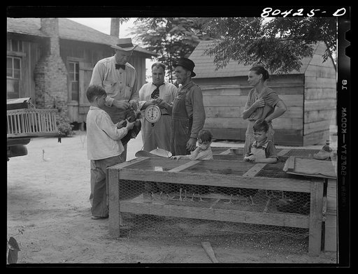 FSA (Farm Security Administration) county supervisor McArthur weighs in chickens for market. Coffee County, Alabama