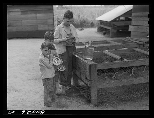 Untitled photo, possibly related to: Smart sons changing birds' water in FSA (Farm Security Administration) wire brooder. Coffee County, Alabama