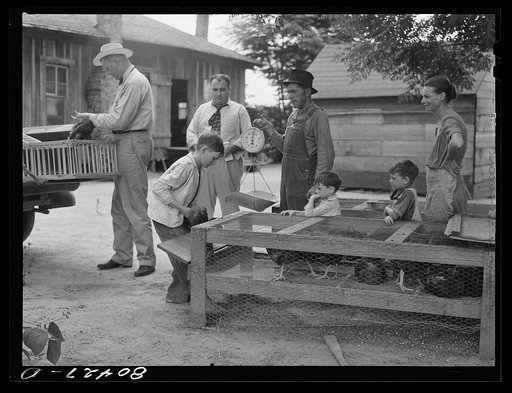 Birds ready for market. Coffee County, Alabama