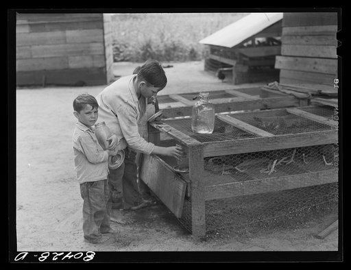 Smart sons changing birds' water in FSA (Farm Security Administration) wire brooder. Coffee County, Alabama