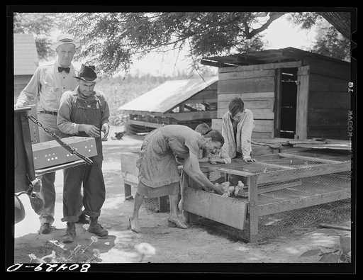 Untitled possibly related to: Coffee County FSA (Farm Security Administration) supervisor delivers a second batch of chicks to Josh Smart under the "Food for Defense" program. Alabama