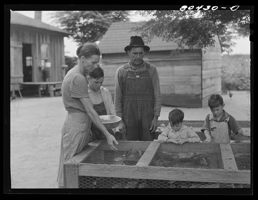 Untitled photo, possibly related to: James F. Drigger and family tending to chickens. Coffee County, Alabama