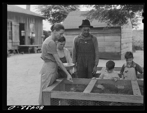James F. Drigger and family tending to chickens. Coffee County, Alabama
