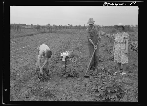 Untitled photo, possibly related to: Mr. Clark and son do a bit of weeding. Coffee County, Alabama