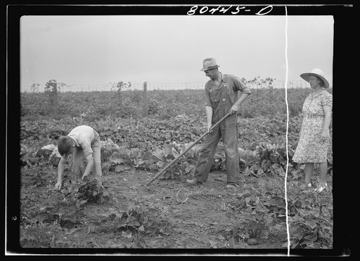 Mr. Clark and son do a bit of weeding. Coffee County, Alabama