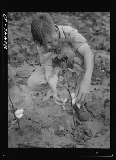 Clark's son keeps his eye on all farm activity and is active in the 4-H Club. Coffee County, Alabama