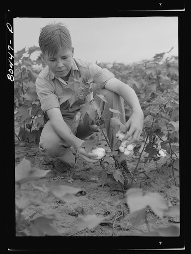 Untitled photo, possibly related to: Clark's son keeps his eye on all farm activity and is active in the 4-H Club. Coffee County, Alabama