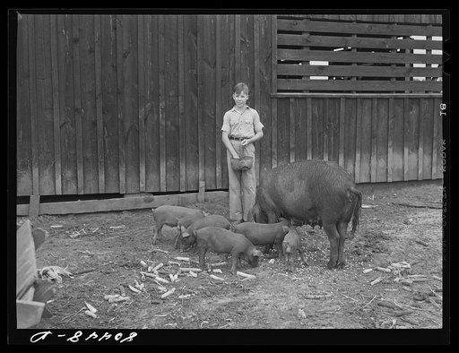 Untitled photo, possibly related to: Young Clark and brood sows. Clark Farm, Coffee County, Alabama