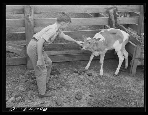 Randolph Clark with calf purchased under the FSA (Farm Security Administration) "Food for Defense" program. Coffee County, Alabama