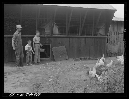 Mr. Clark and his two sons feed the chickens. Coffee County, Alabama