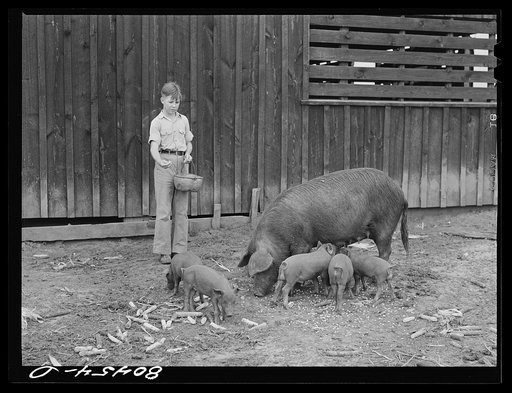 Young Clark and brood sows. Clark Farm, Coffee County, Alabama