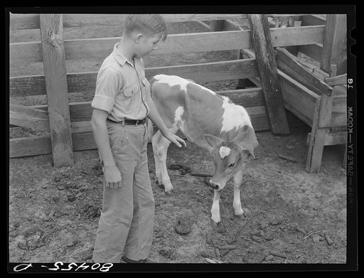Untitled photo, possibly related to: Randolph Clark with calf purchased under the FSA (Farm Security Administration) "Food for Defense" program. Coffee County, Alabama