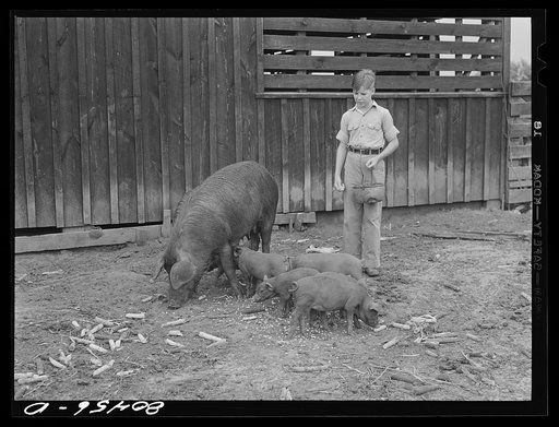 Untitled photo, possibly related to: Young Clark and brood sows. Clark Farm, Coffee County, Alabama