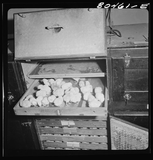 Chicks hatched out in the Farmers' Exchange co-op hatchery. Elba, Coffee County, Alabama
