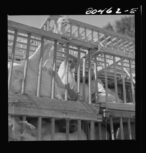 Untitled photo, possibly related to: Chickens raised by FSA (Farm Security Administration) borrowers enroute to market. Coffee County, Alabama