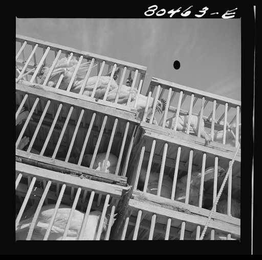 Untitled photo, possibly related to: Chickens raised by FSA (Farm Security Administration) borrowers enroute to market. Coffee County, Alabama