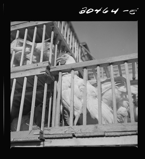 Chickens raised by FSA (Farm Security Administration) borrowers enroute to market. Coffee County, Alabama
