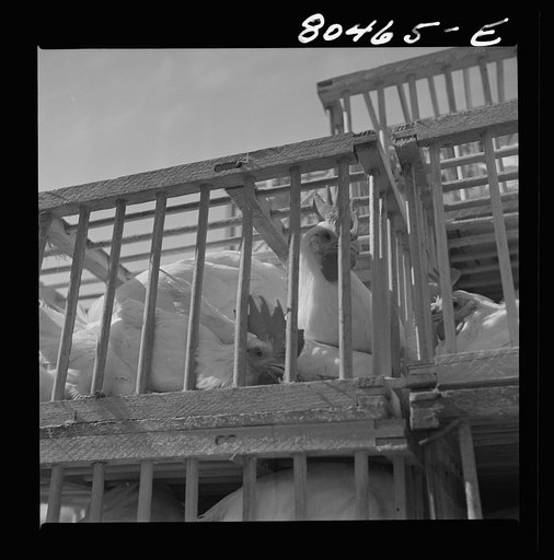 Untitled photo, possibly related to: Chickens raised by FSA (Farm Security Administration) borrowers enroute to market. Coffee County, Alabama