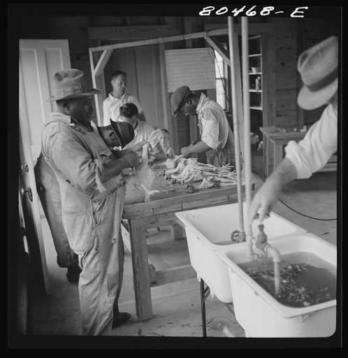 Untitled photo, possibly related to: Scalding chickens prior to plucking. FSA (Farm Security Administration) canning station, Coffee County, Alabama