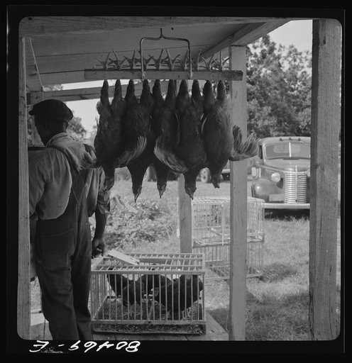 Slaughtered chickens hanging up by "painless killer". Enterprise FSA (Farm Security Administration) canning and dressing station. Coffee County, Alabama