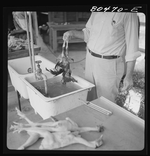 Untitled photo, possibly related to: Scalding chickens prior to plucking. FSA (Farm Security Administration) canning station, Coffee County, Alabama