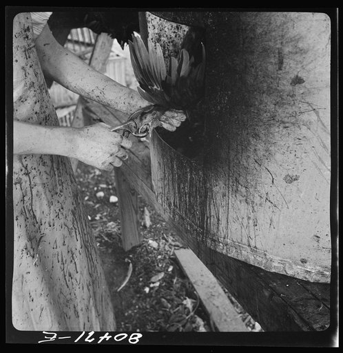 Untitled photo, possibly related to: "Painless killer" in action. FSA (Farm Security Administration) canning plant. Coffee County, Alabama