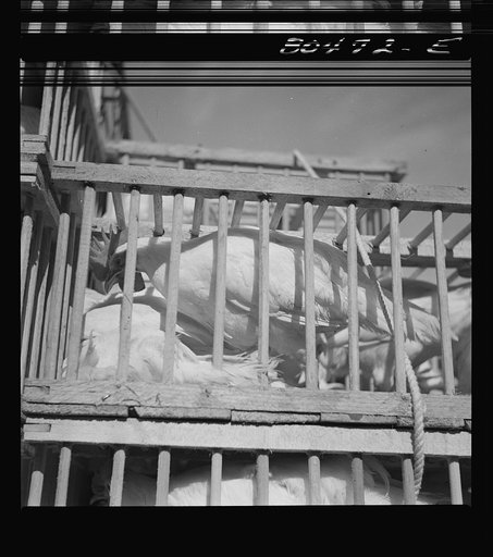 Untitled photo, possibly related to: Chickens raised by FSA (Farm Security Administration) borrowers enroute to market. Coffee County, Alabama