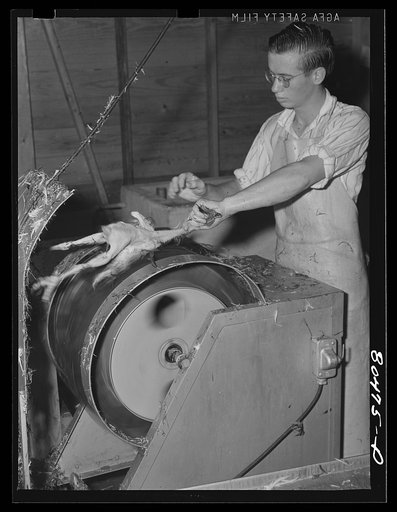 Electric plucker in action. Enterprise FSA (Farm Security Administration) canning station, Coffee County, Alabama