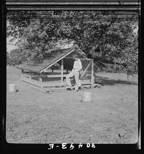 Owner and operator of chicken farm near moveable hen house near Haymarket, Virginia