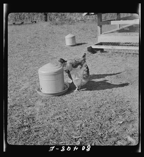 Watering ring on chicken farm near Haymarket, Virginia