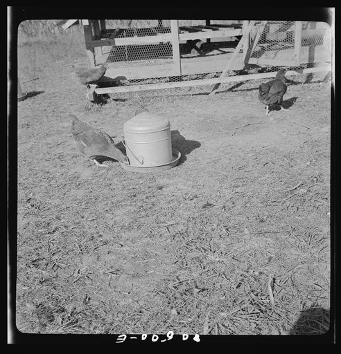 Untitled photo, possibly related to: Watering ring on chicken farm near Haymarket, Virginia