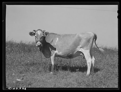 One of the cows on chicken farm operated by a woman near Haymarket, Virginia