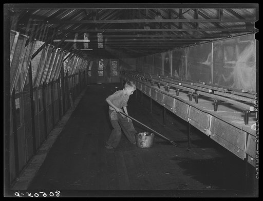 Creosoting floor of prefabricated metal hen house on chicken farm operated by a woman. Haymarket, Virginia