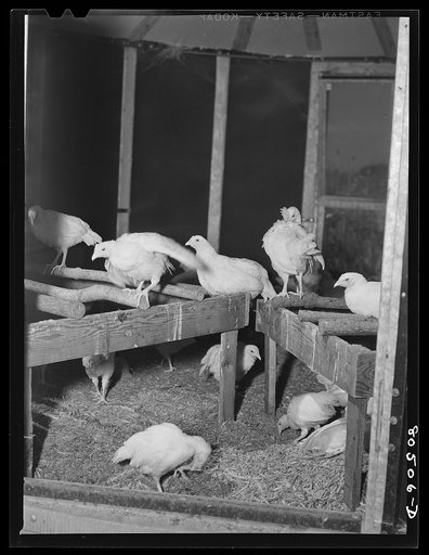 Some of the chickens on farm operated by a woman near Haymarket, Virginia