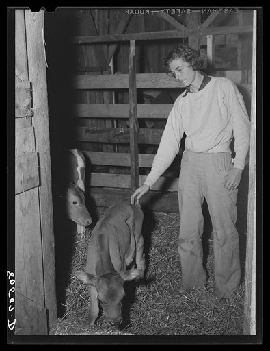 Owner and operator of chicken farm with her calves. Haymarket, Virginia