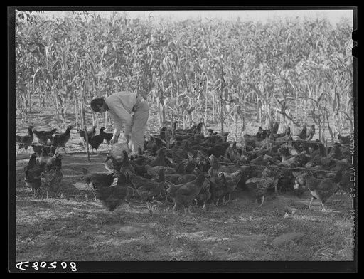 Untitled photo, possibly related to: Owner and operator of chicken farm with her calves. Haymarket, Virginia