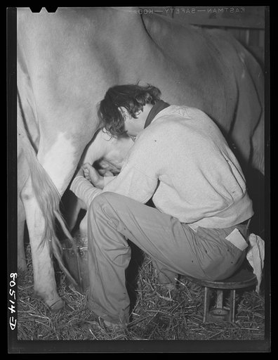 Owner of a chicken farm milks the cow. Near Haymarket, Virginia
