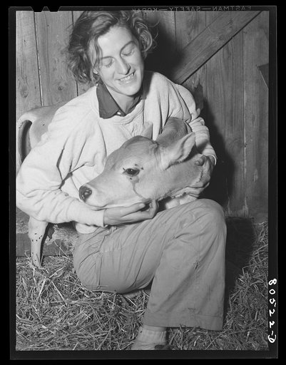 Untitled photo, possibly related to: Owner of chicken farm with calf. Haymarket, Virginia