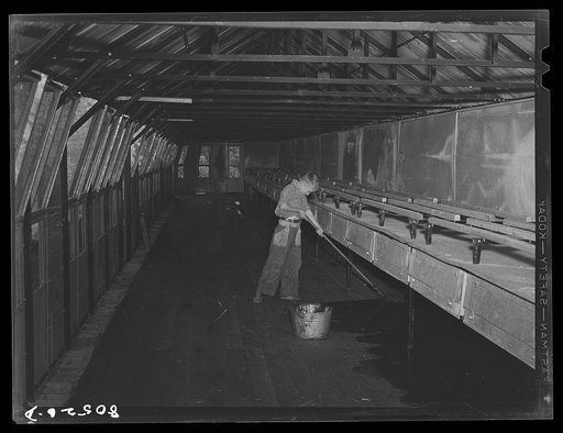Untitled photo, possibly related to: Creosoting floor of prefabricated metal hen house on chicken farm operated by a woman. Haymarket, Virginia