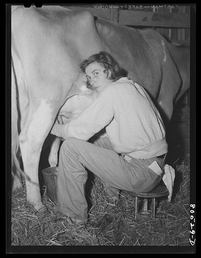 Untitled photo, possibly related to: Owner of a chicken farm milks the cow. Near Haymarket, Virginia
