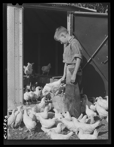 Feeding chickens on a farm near Haymarket, Virginia