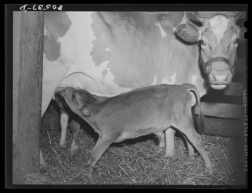 Cow and calf on farm operated by a woman near Haymarket, Virginia
