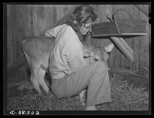 Owner of chicken farm with calf. Haymarket, Virginia