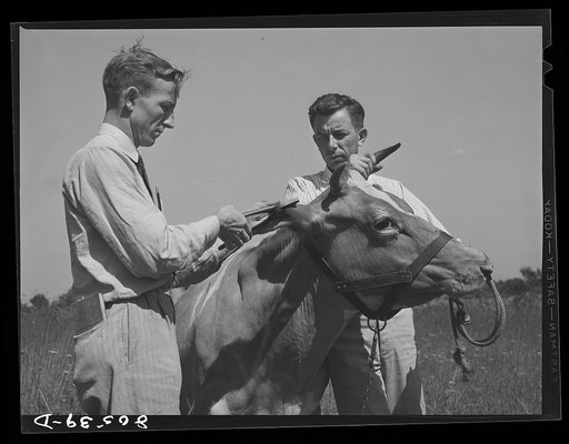 Department of Agriculture veterinarian stapling identification tag on cow's ears after conducting disease test. Farm near Haymarket, Virginia