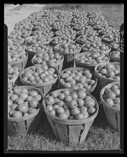 Fresh-picked tomatoes ready for canning. Dorchester County, Maryland