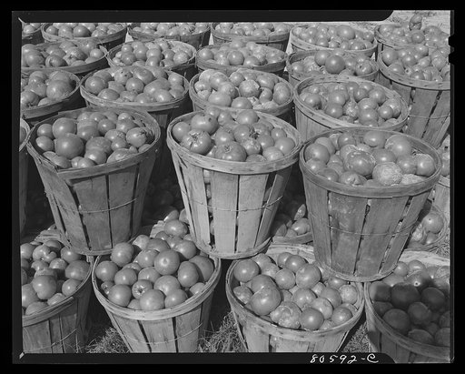 Fresh-picked tomatoes waiting for truck to transport them to the packing plant. Dorchester County, Maryland