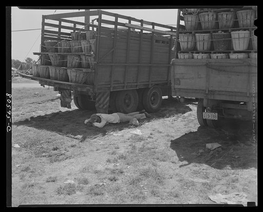Untitled photo, possibly related to: This Negro trucker has been waiting since dawn to deliver his tomatoes to the Phillips Packing Company in Cambridge, Maryland