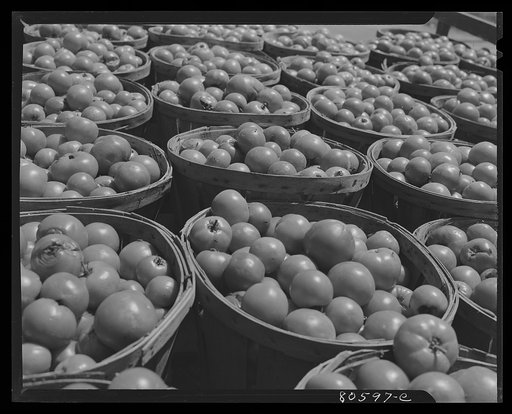 Untitled photo, possibly related to: Fresh-picked tomatoes ready for canning. Dorchester County, Maryland