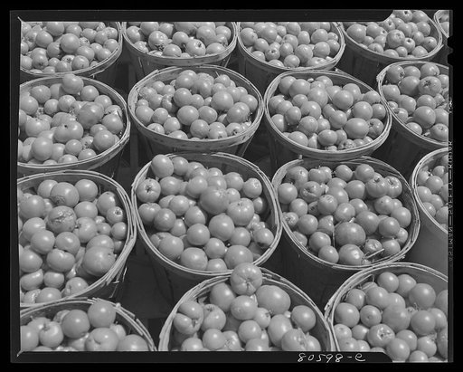 Fresh-picked tomatoes ready for canning. Dorchester County, Maryland